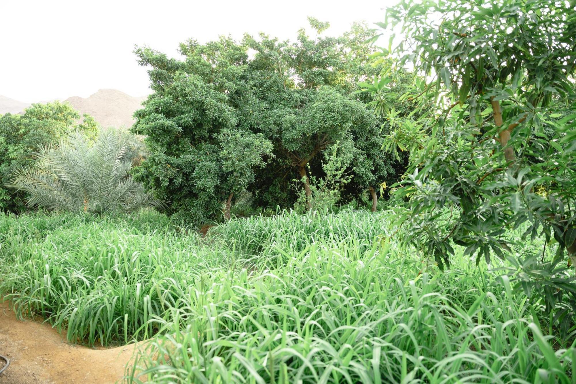 Alsalam Farmhouse Villa Hatta Exterior photo